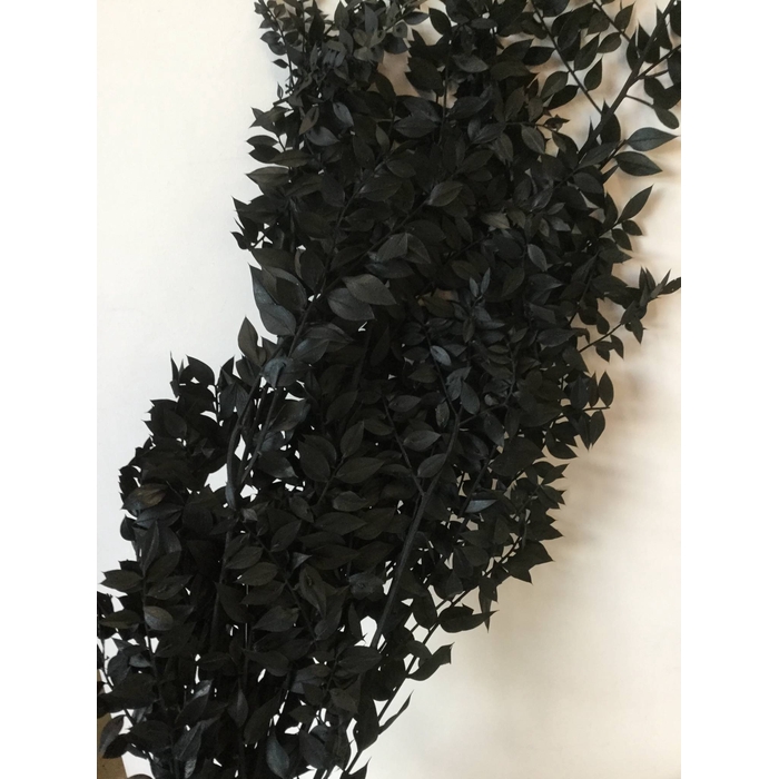 <h4>DRIED FLOWERS - RUSCUS BLACK</h4>