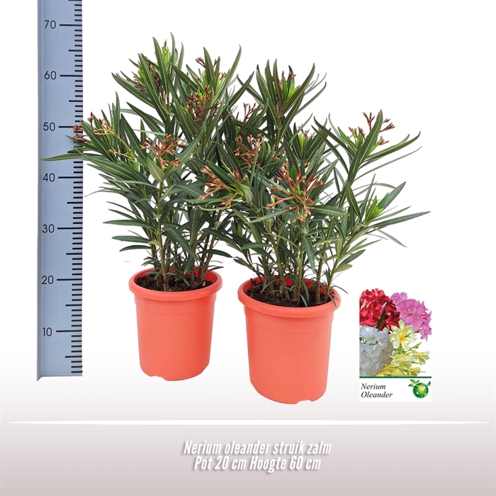 <h4>Nerium oleander struik zalm</h4>