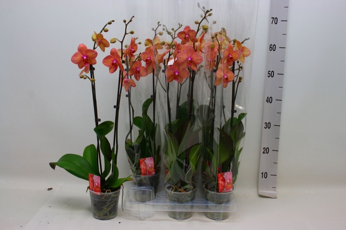 <h4>Phalaenopsis overig oranje</h4>