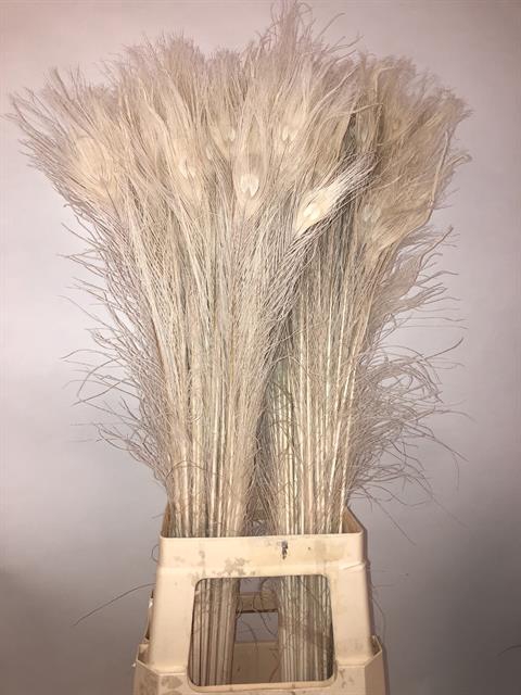 <h4>Dried Bleached Peacock Feathers</h4>