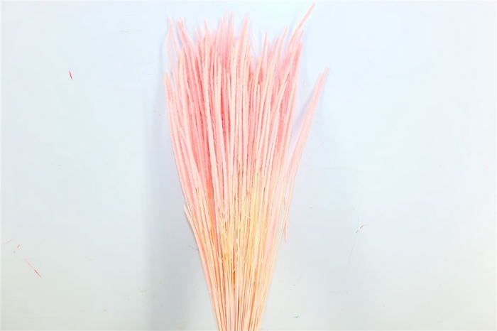 <h4>Dried Phleum L Pink Bunch</h4>