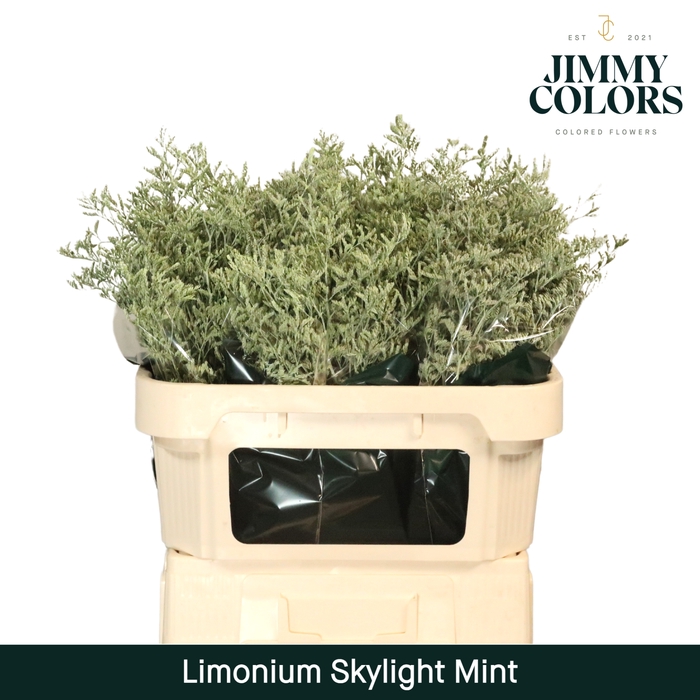 <h4>Limonium Skylight L70 Klbh. Mint</h4>