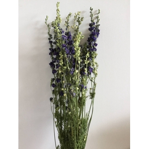 DRIED FLOWERS - DELPHINIUM CONS. DONKERBLAUW EXTRA 10PCS