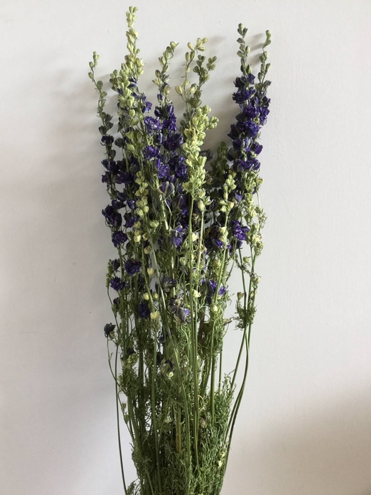 DRIED FLOWERS - DELPHINIUM CONS. DONKERBLAUW EXTRA 10PCS