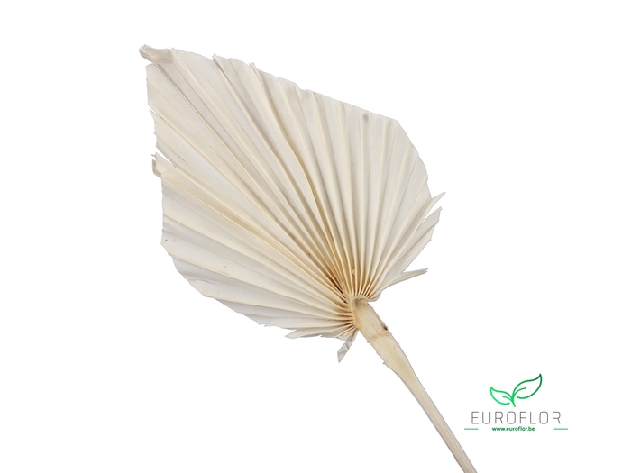 DRIED FLOWERS - PALM SPEAR BLEACHED 7PCS