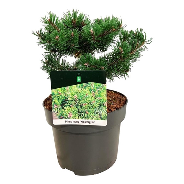 <h4>Pinus mugo 'Klostergrün'</h4>