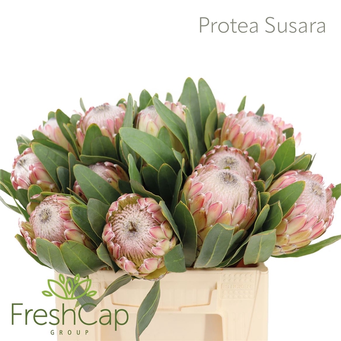 <h4>Protea Susara</h4>