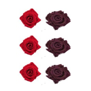 Roses éternelles Frank Red - Classic Purple
