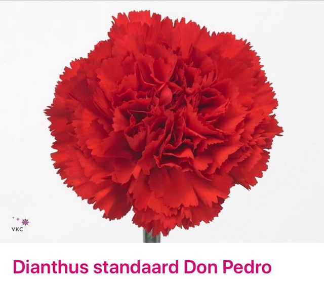 <h4>Dianthus st red</h4>