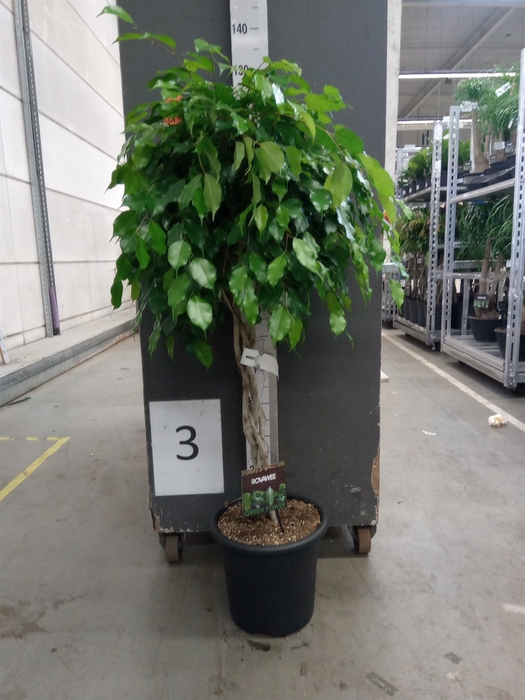 <h4>Ficus benja. 'Exotica'</h4>