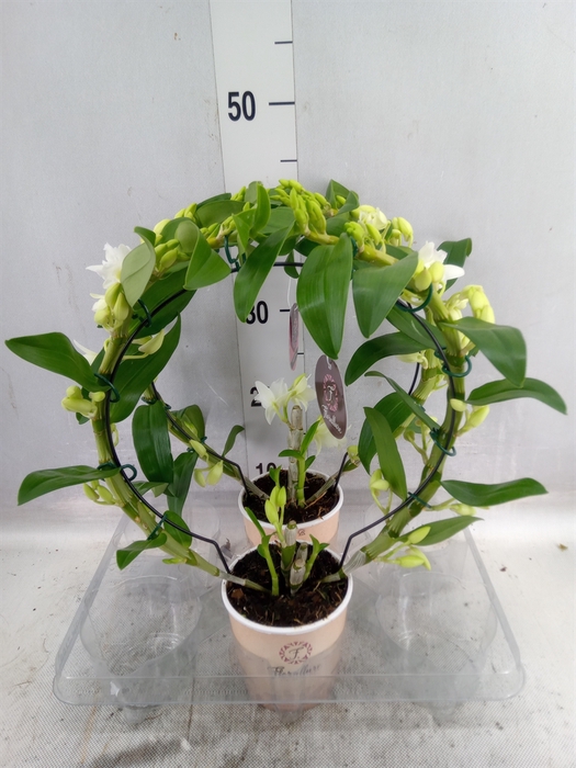 <h4>Dendrobium nob. 'StarCla Apollon'</h4>