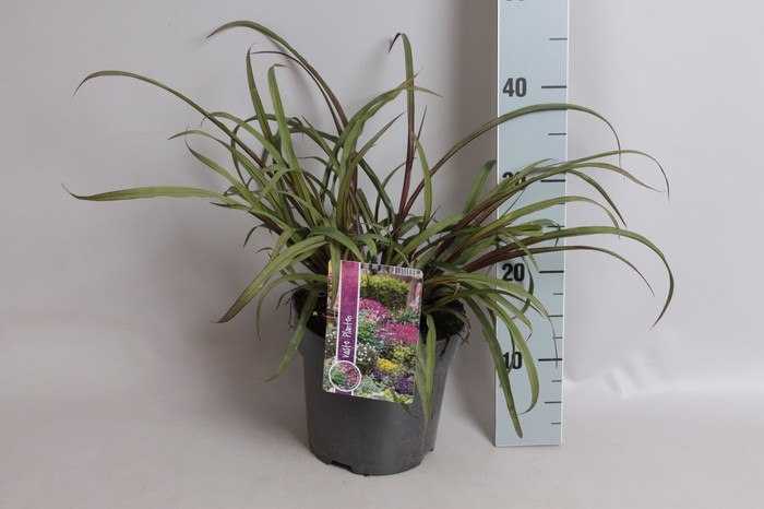 vaste planten 19 cm  Pennisetum Princess Caroline