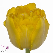 <h4>Tulipa sheaf yellow x10</h4>