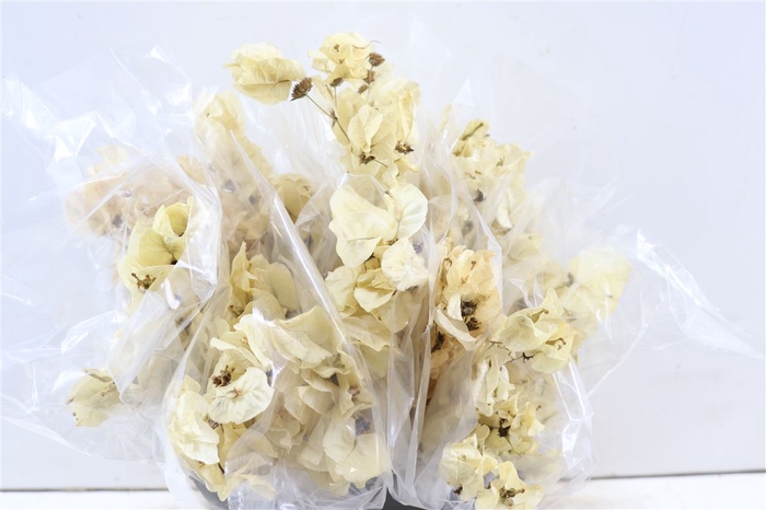 Dried Bougainvillea Big Bleached 50cm Extra
