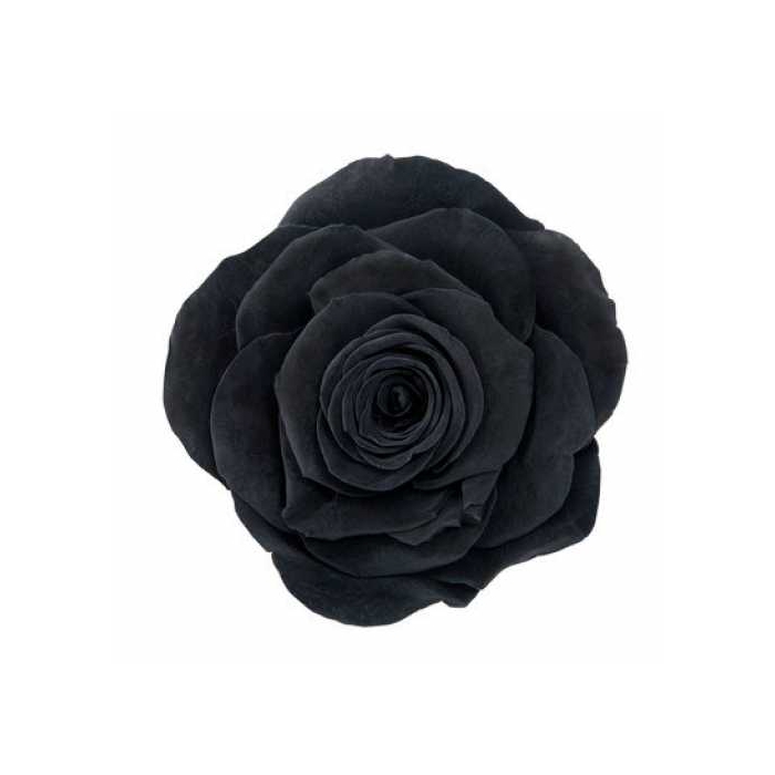 <h4>Rose Monalisa Black</h4>