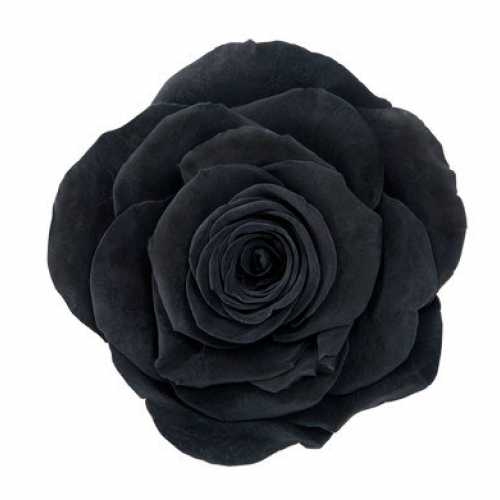 Rose Ines Black