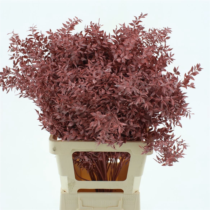 <h4>Pres Ruscus Antique Pink (5 Stems P Bunch)</h4>