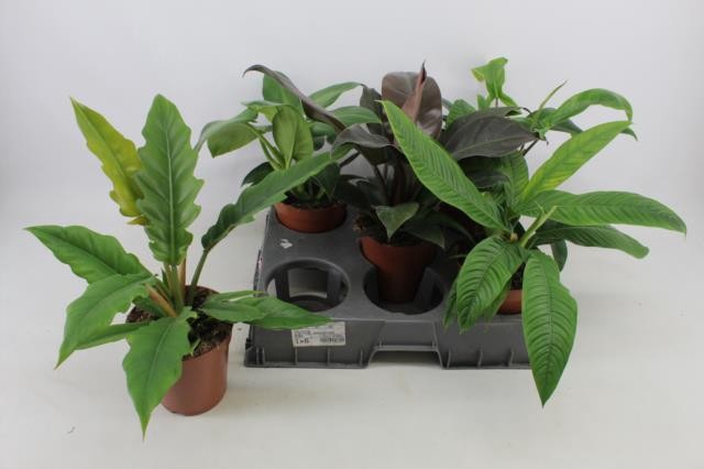 <h4>PHILODENDRON MIXED P15</h4>