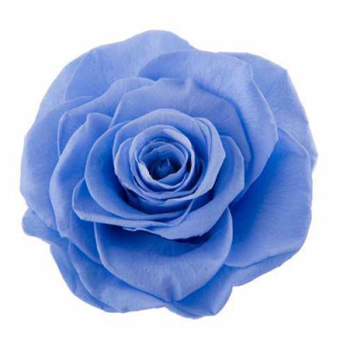 Rose Monalisa Marine Blue