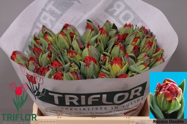 <h4>Tulipa dubb. (Double Late Grp) Roco</h4>