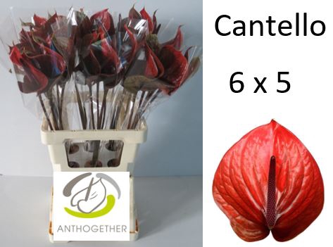 ANTH A CANTELLO-AANBIEDING*