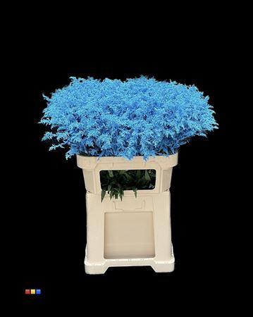<h4>Solidago Light Blue 80cm</h4>