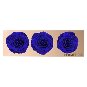 Rose Monalisa Sapphire Blue