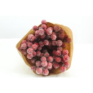 Droog rozenbottel + ijs x15