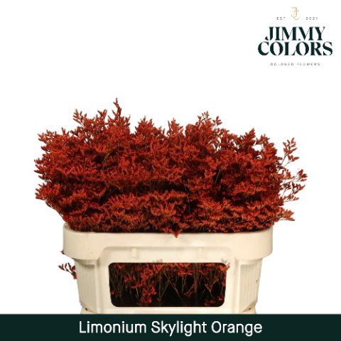 <h4>Limonium skylight paint orange</h4>