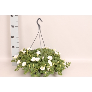 Hangpot 23 cm Petunia dekko White
