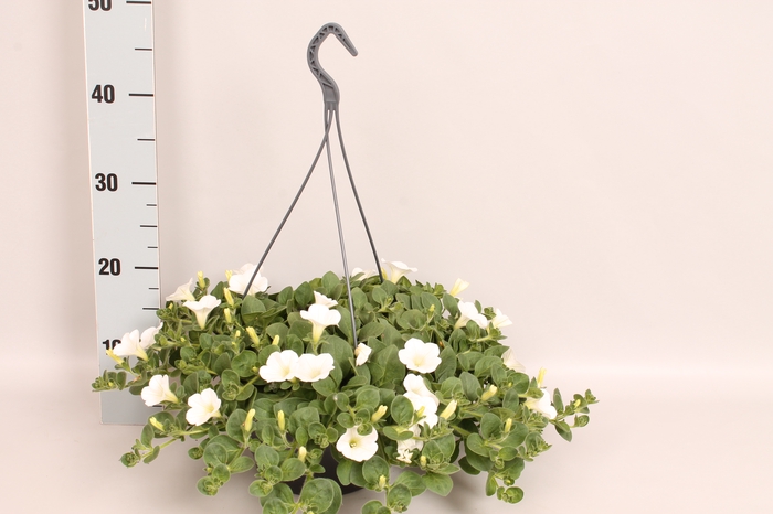 Hangpot 23 cm Petunia dekko White