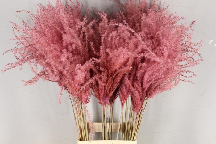 <h4>Dried miscanthus paint light pink</h4>