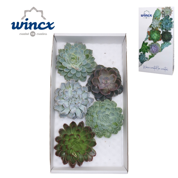 Echeveria Mix (wincx) Cutfl (5spc.) Wincx-16cm