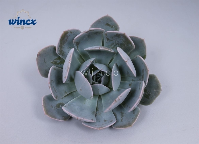 Echeveria grey prince cutflower wincx-5cm