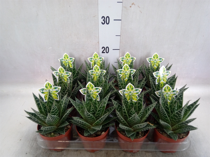 Aloe aristata 'Tiki Tahi'