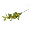 Stem Lemon Plant Green L90w27h20