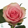 Rosa la belle rose
