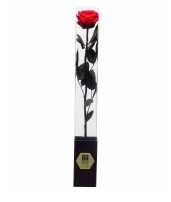 <h4>Rose on stem 50h Red Passionate pres.</h4>