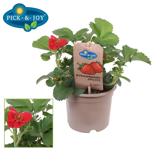 PICK-&-JOY® Strawberry Summer Breeze Rose