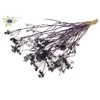 Anethum (dille) dried 10st per bunch Purple