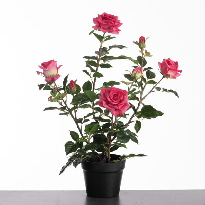 <h4>Af Rosa In Pot H64cm Beauty</h4>