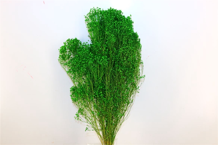 Dried Broom Bloom Green Bunch Poly