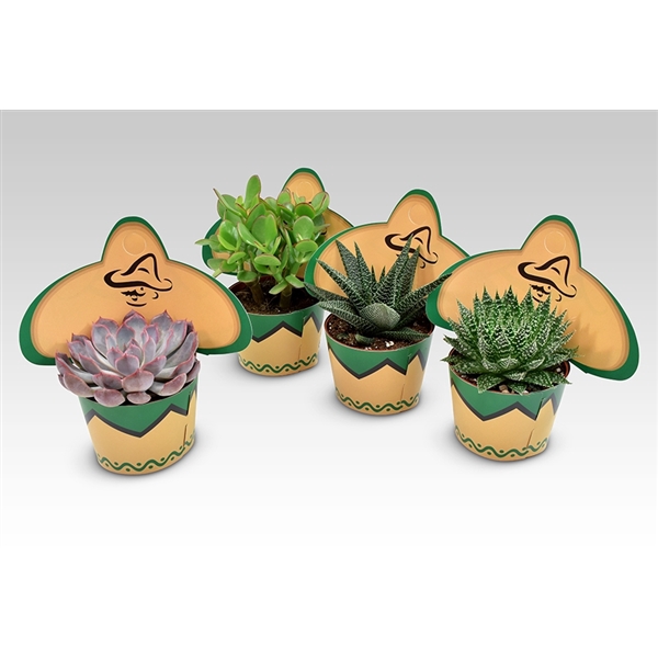 <h4>Succulents in Sombrero cover</h4>