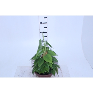 PHILODENDRON SCANDENS C21