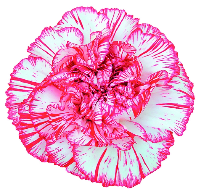 <h4>Dianthus St Coralie</h4>