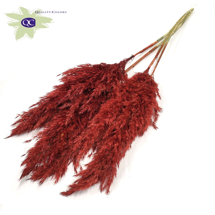 <h4>Pampas Grass 100cm 5stems per bunch Red</h4>
