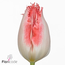 <h4>Tulipa fr sweet simone</h4>