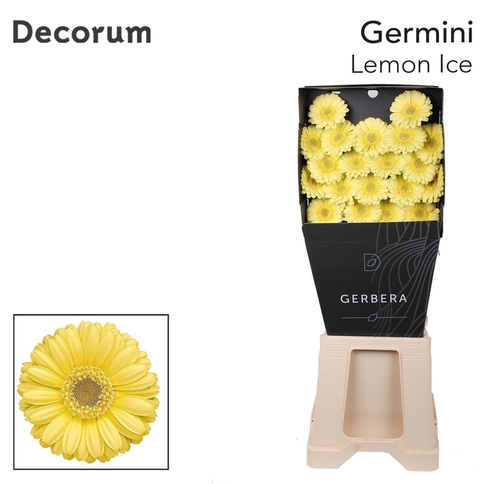 <h4>Germini Lemon Ice</h4>