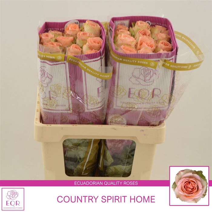 <h4>Rosa gr Country Spirit Home</h4>
