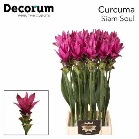 <h4>Curcuma Al Siam Soul X16</h4>